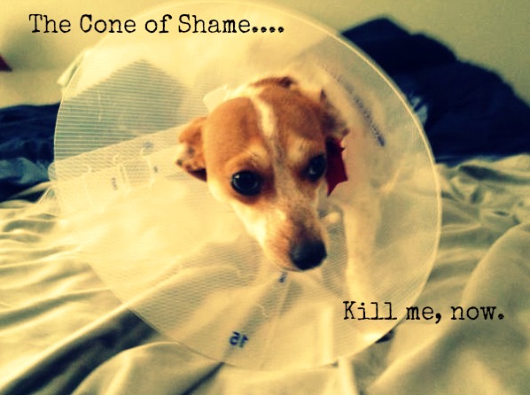 coneofshame.jpg