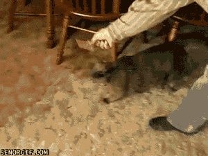 KkGIY.gif