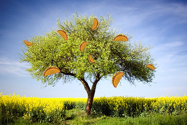tacotree.jpg