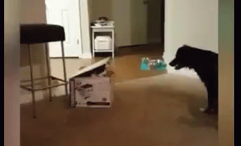 funny-animals-cats-and-dogs.gif