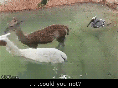 b01291b7d6b4db5270a2309d075d331c.gif