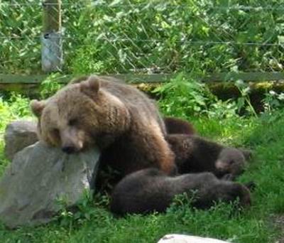 Tired_brown_bear_050701_01.JPG