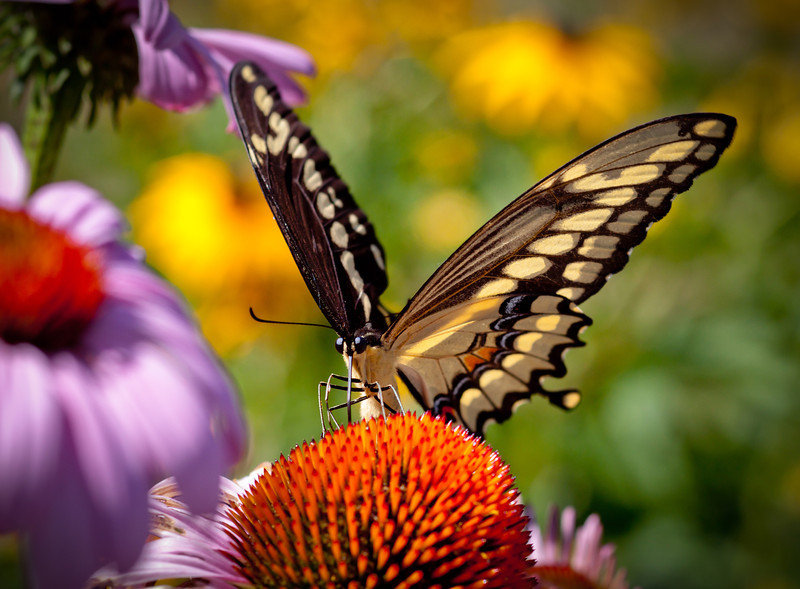 untitled-9955-L.jpg