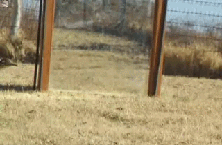 swing