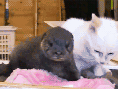2DxX.gif