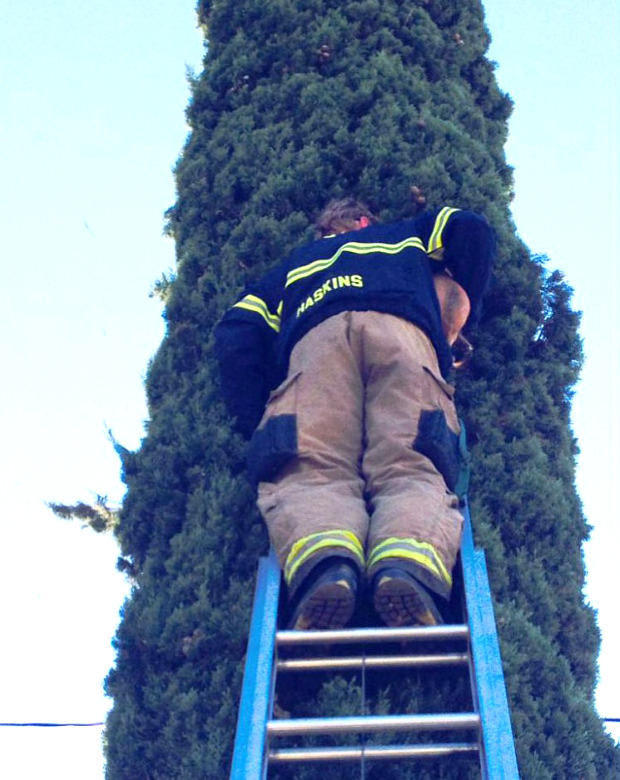 chihuahua-tree-rescue_1.jpg