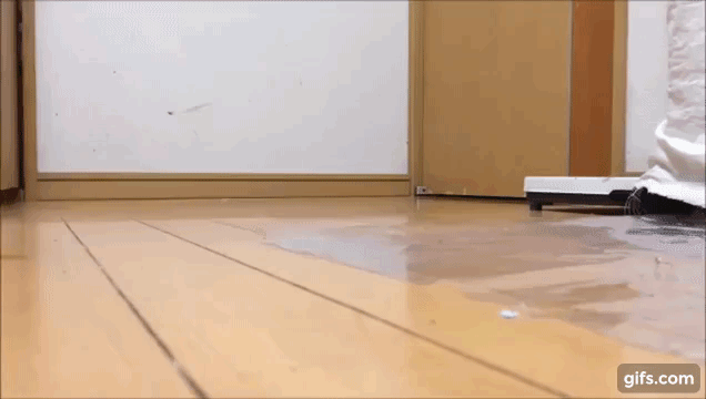 P1l8Q1.gif