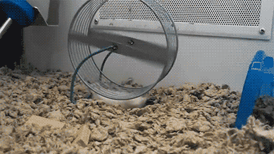 lazy-hamster