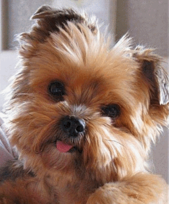 784543b5d85b8ce72326a8e3e3c006a8.gif