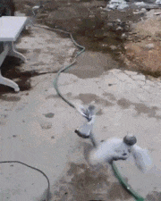 087ffe06521ad1de4b524ae0bb4a4255.gif