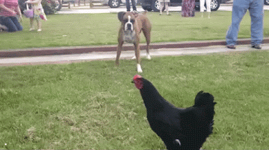 9abb37d2f067bd5cbbcfa7fd0ea14f4c.gif