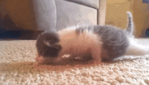 KkxD.gif