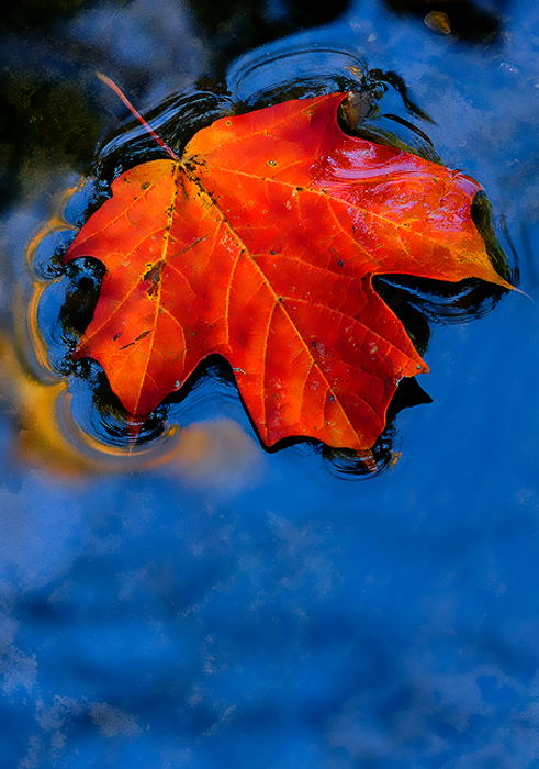 leaf-art-13.jpg
