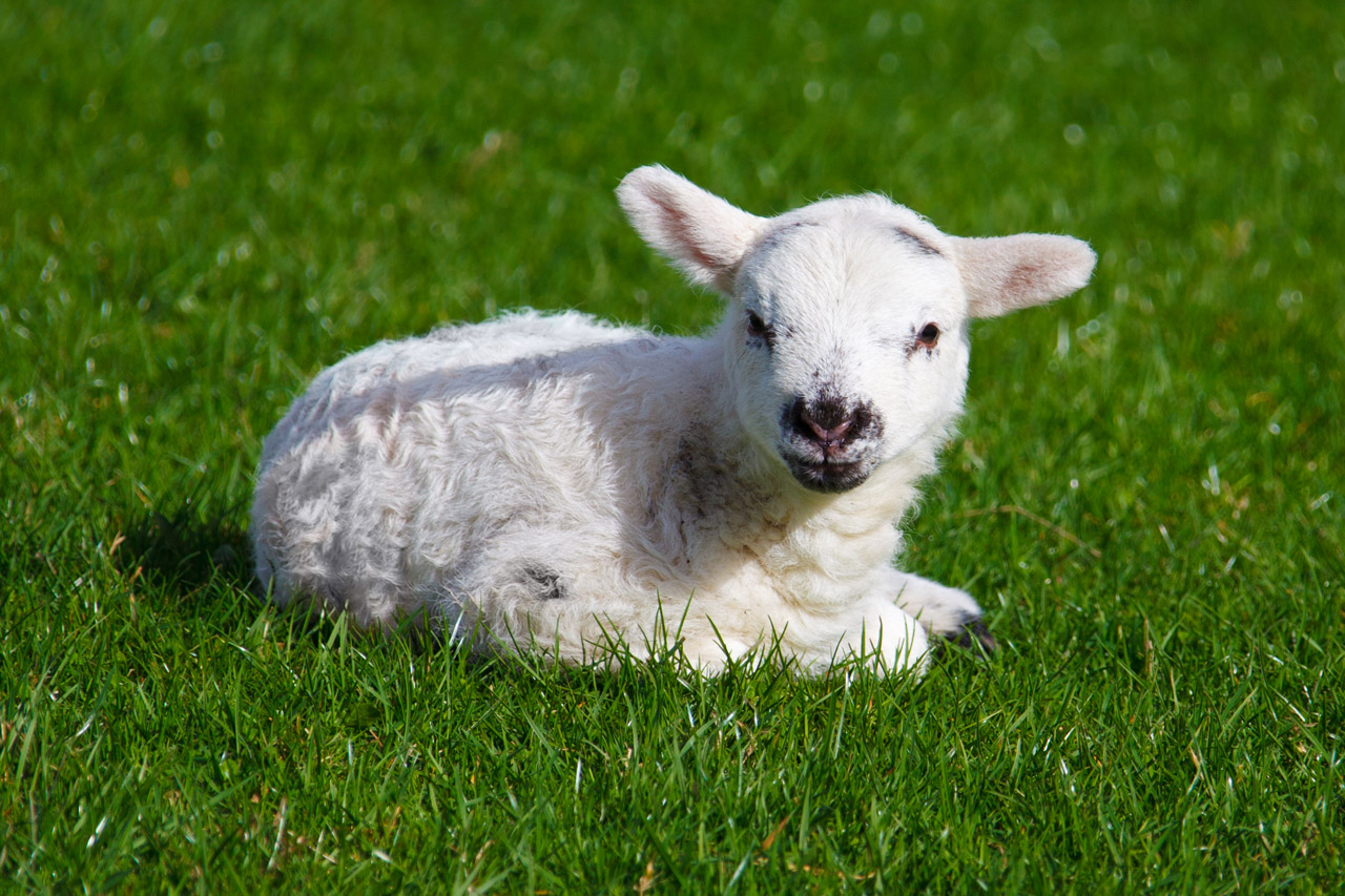 baby-lamb.jpg