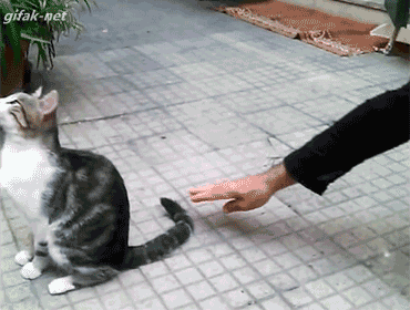 TlAfINN.gif