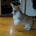 excited-dog.gif