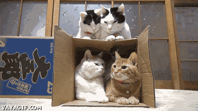 7dv7.gif