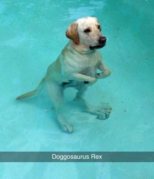 doggosaurus-rex.jpg