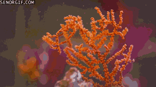 tiny-sea-horses-match-their-surroundings