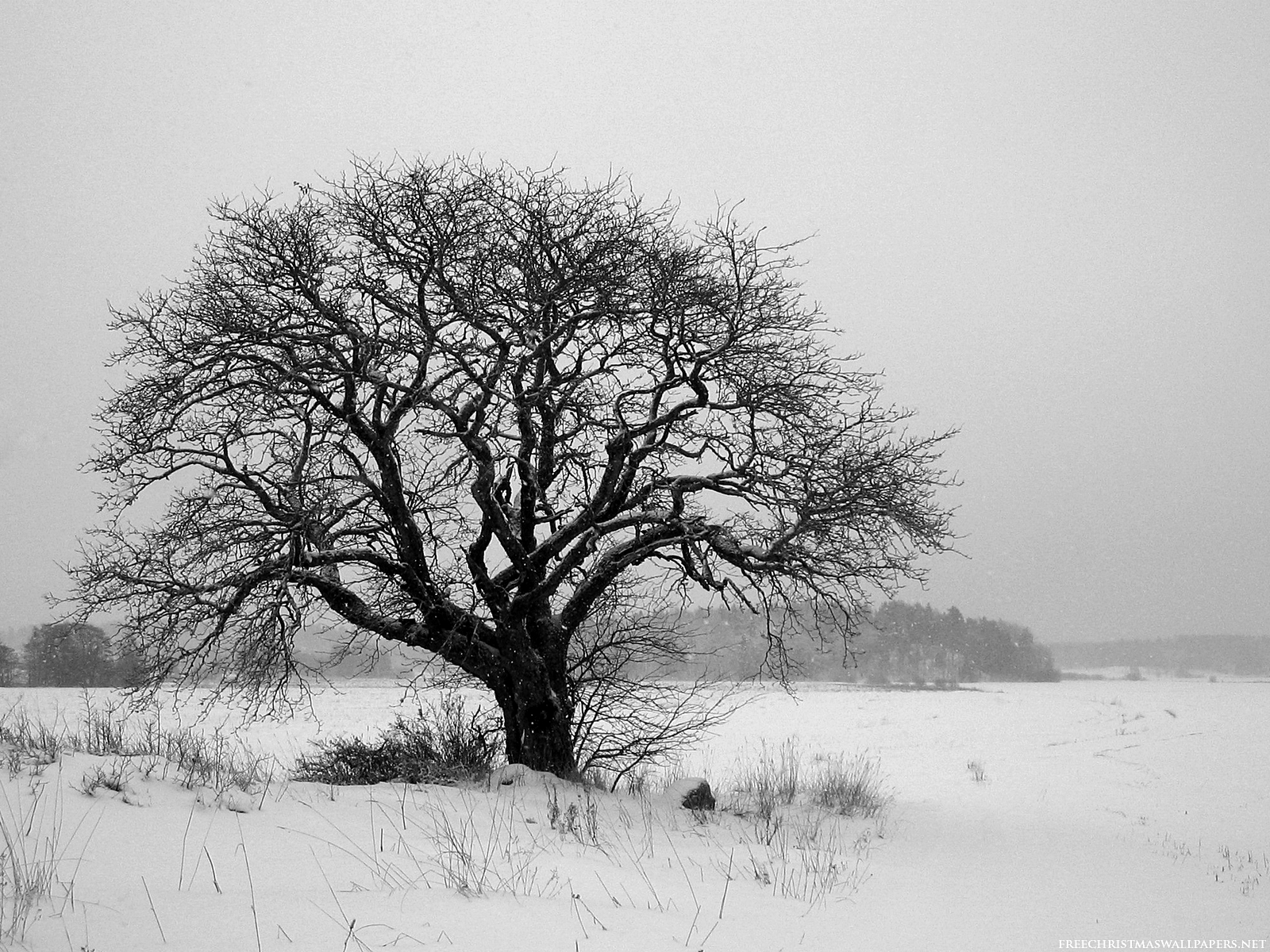 tree-alone-winter-scene.jpg