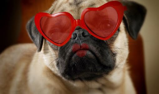 valentines-pug.jpg