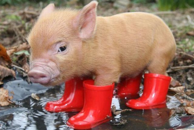 these_funny_animals_431_640_33.jpg