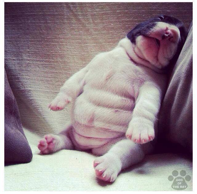 puppy-belly-big.jpg