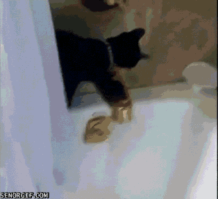15d94a05986eee5c83d08c1171b22a01.gif
