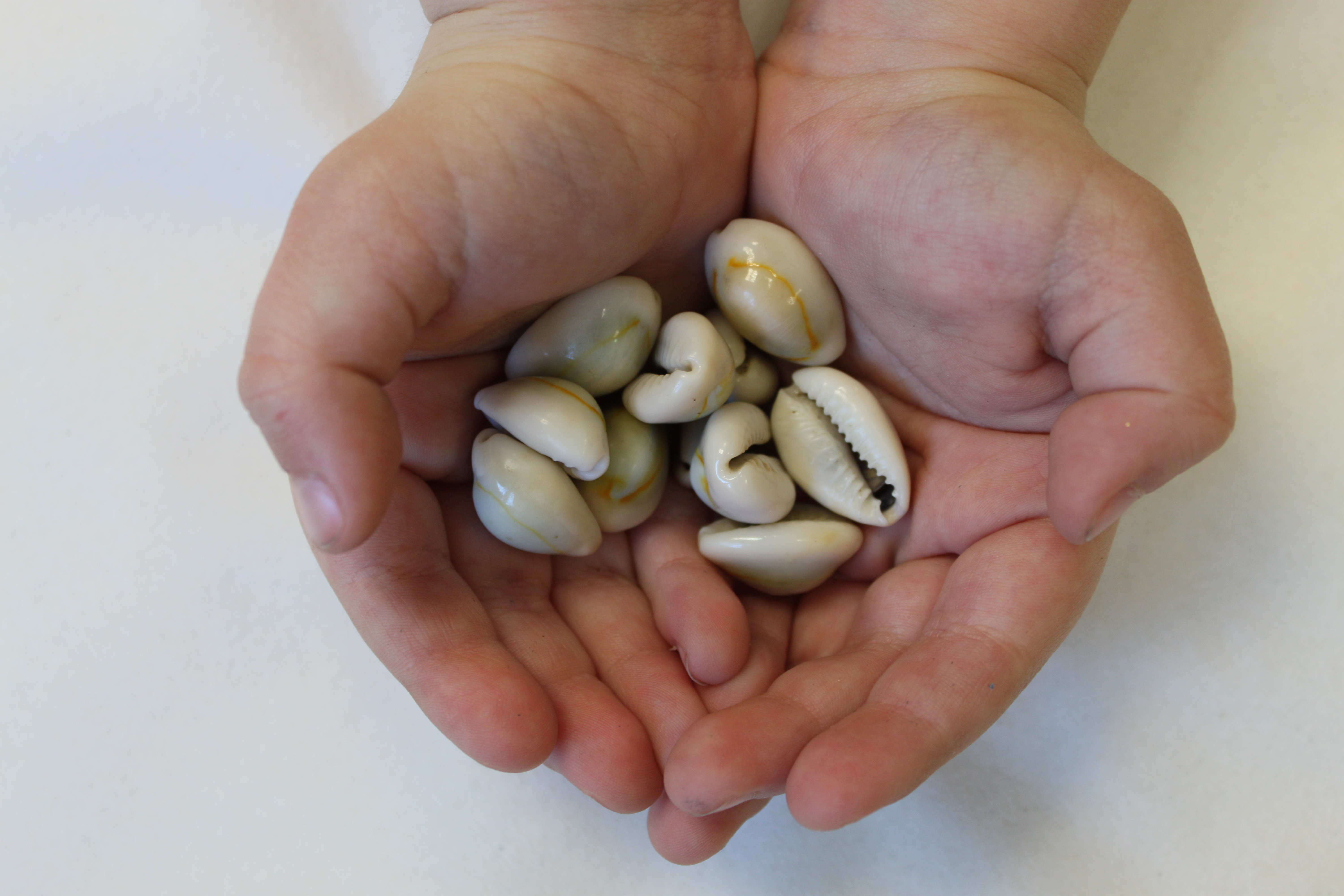 Cowry_money_Monetaria_annulus_1.JPG