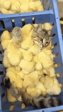 attack-of-the-yellow.gif