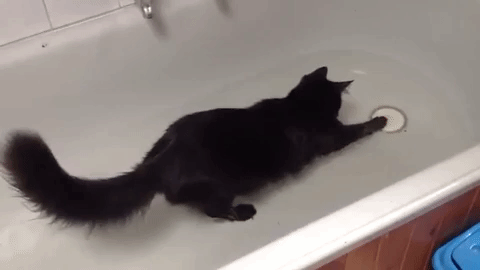 swimming-cats-turkish-angora.gif
