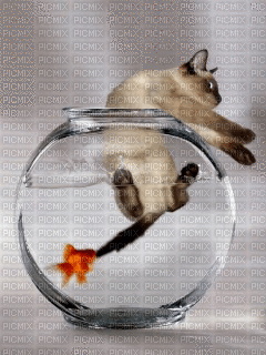 1236838_7dd13.gif