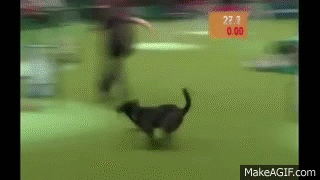 ZD8v.gif