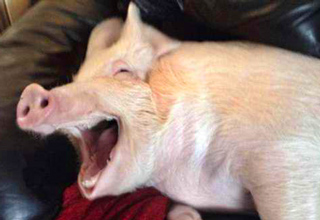 pig2.jpg