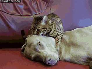 cat-senorgif-com