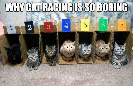 cat-races-are-boring.jpg