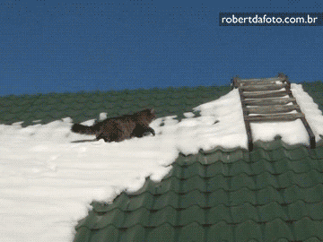 PXSY.gif