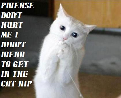 funny-cats-a12.jpg