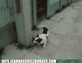 parkour-dog