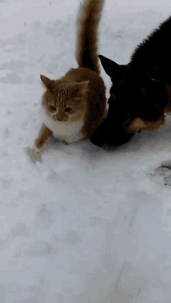 NtS82zT.gif