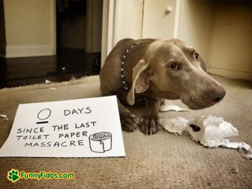 funny-dog-picture-toilet-paper-shame.jpg