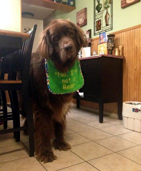 dog-is-not-bear.jpg