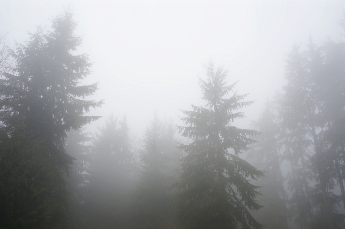 foggy-trees.jpg