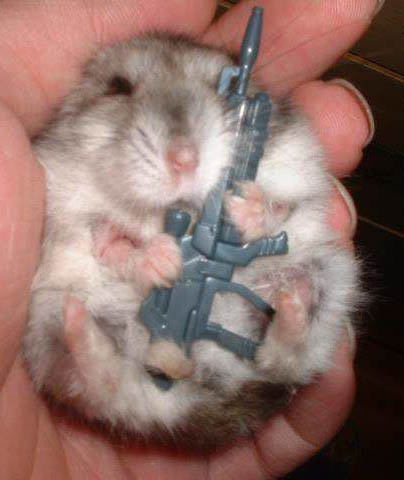 MadHamster.jpg