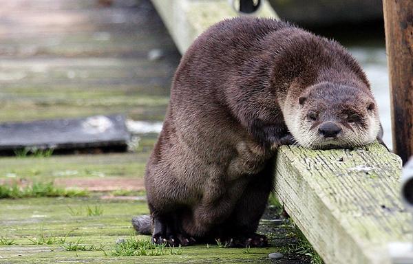 sad_otter.jpeg