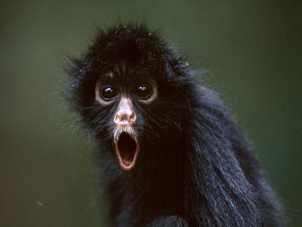 monkey.jpg