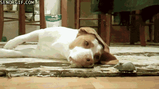 dog-just-wigs-out-over-mechanical-mouse
