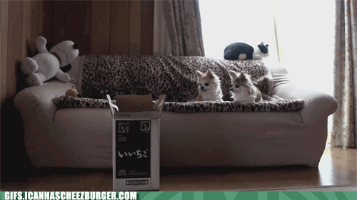 T4ZX3iknbUitU5HOVr71Eg2.gif