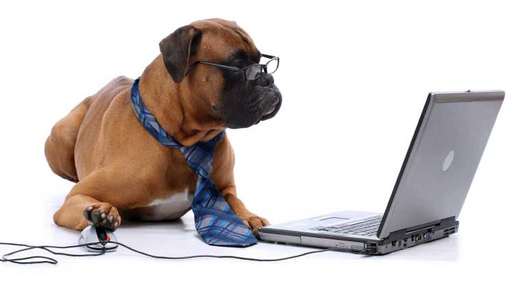 boxer-glasses-tie-at-computer.gif