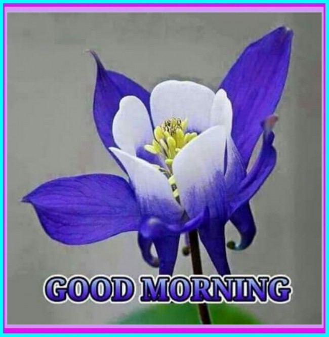Morning-Blue-Flower-wg140612.jpg